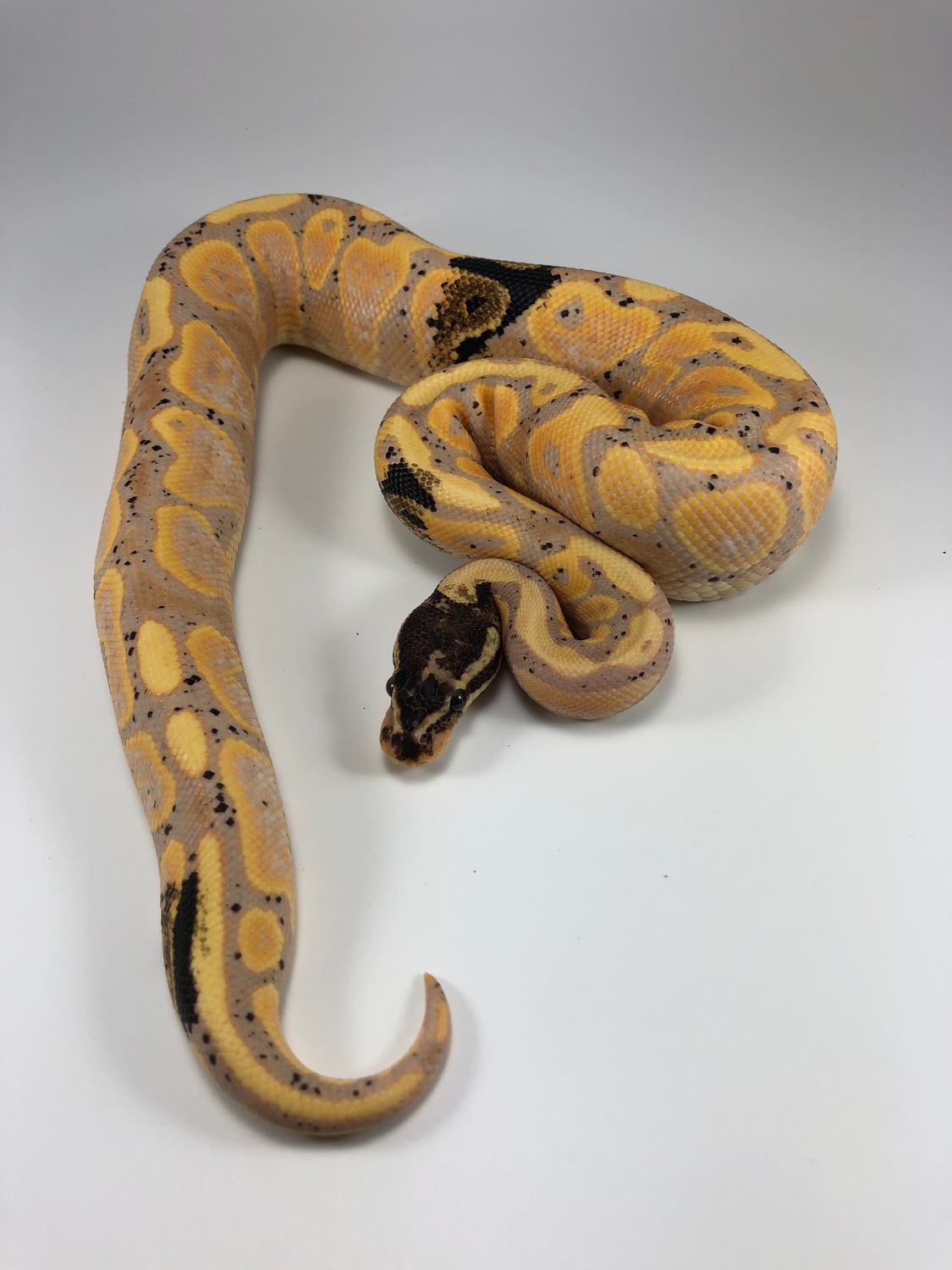 Paradox Banana Yellowbelly Or Specter Ball Python by Sourkraut Reptiles ...