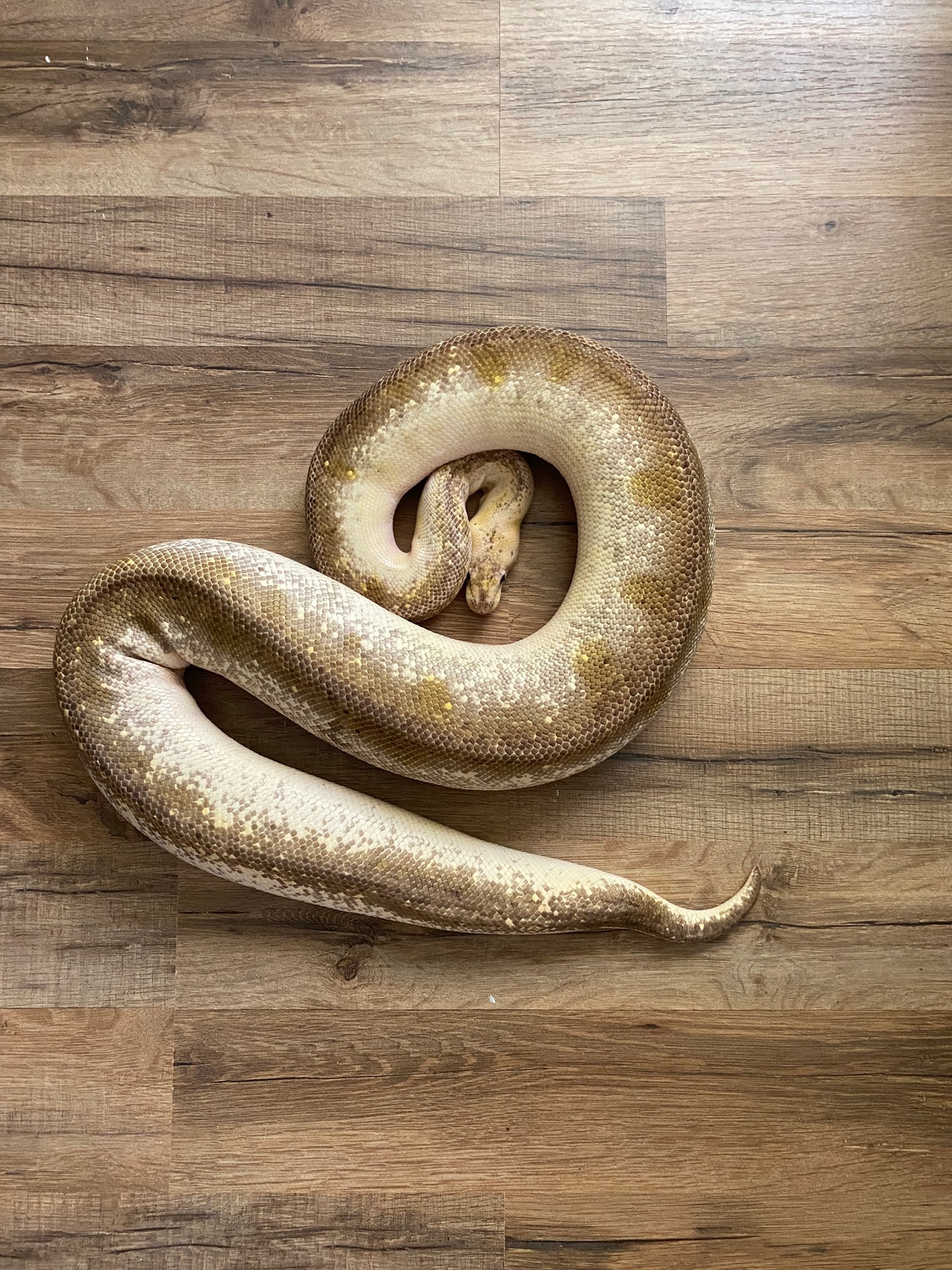 Pastel Champagne Ball Python by Sourkraut Reptiles - MorphMarket