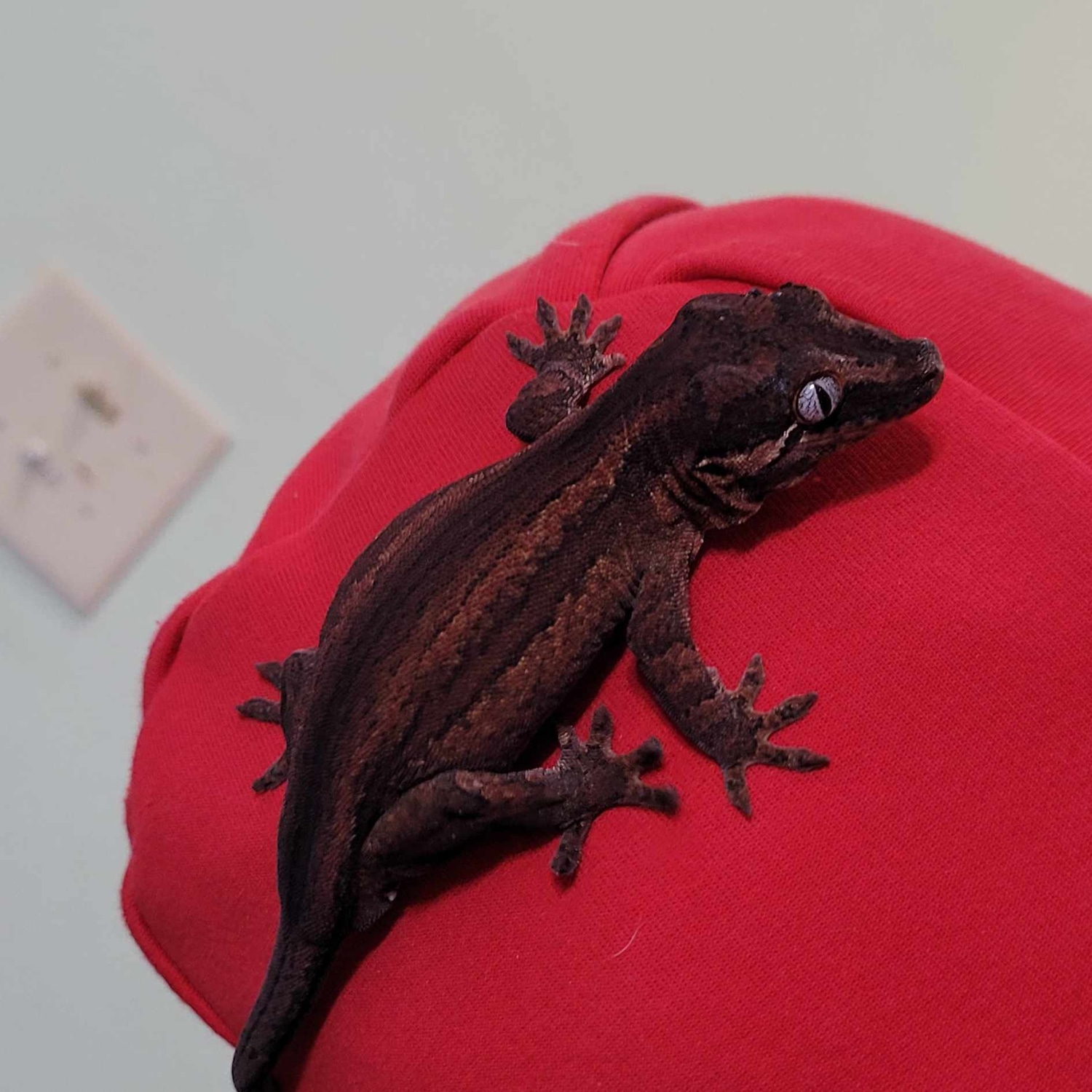 RedBase Gargoyle Gargoyle Gecko by Wall Climber Reptiles MorphMarket