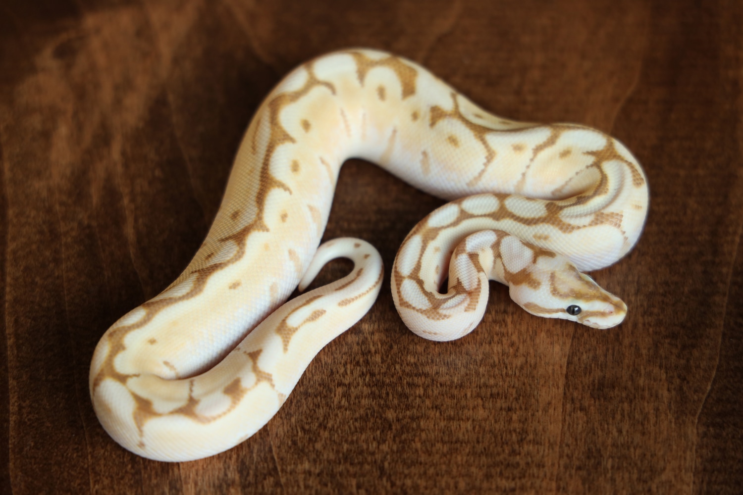 Banana Queen Bee Ball Python by South BAE Reptiles - MorphMarket