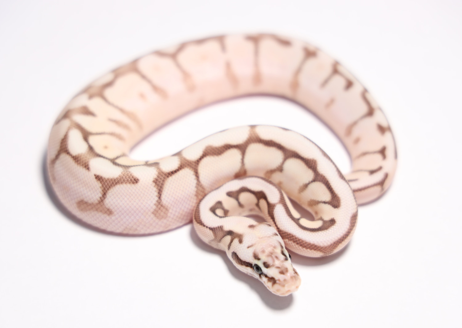 Queen Bee Ball Python by South BAE Reptiles - MorphMarket