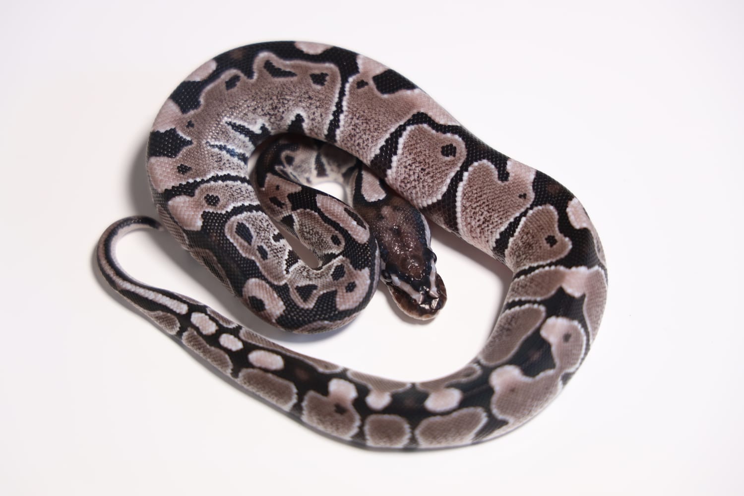 Axanthic (VPI) Poss Het. Snow Ball Python by South BAE Reptiles ...