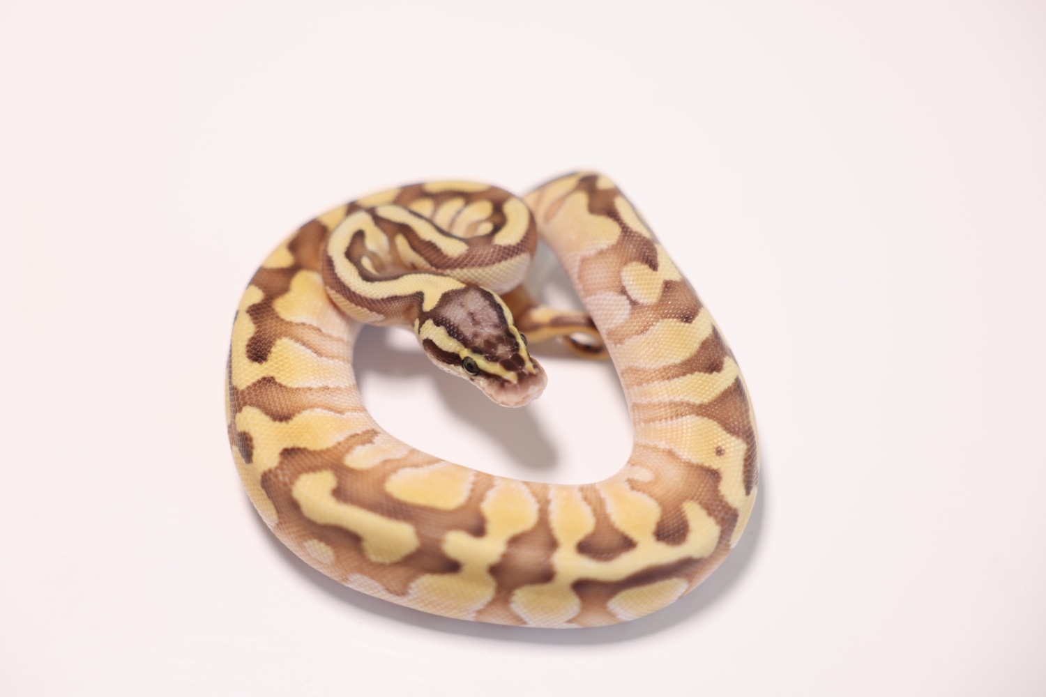Pastel Lesser Enchi Ball Python by South BAE Reptiles - MorphMarket
