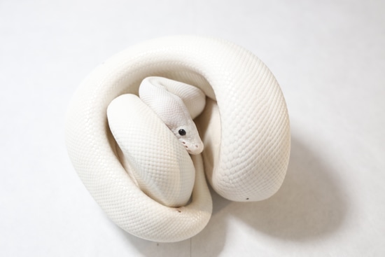 White Wedding (Pet Only) Ball Python by South BAE Reptiles