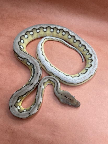 Platnium Anery Sunfire Tiger Super Dwarf Reticulated Python by ...