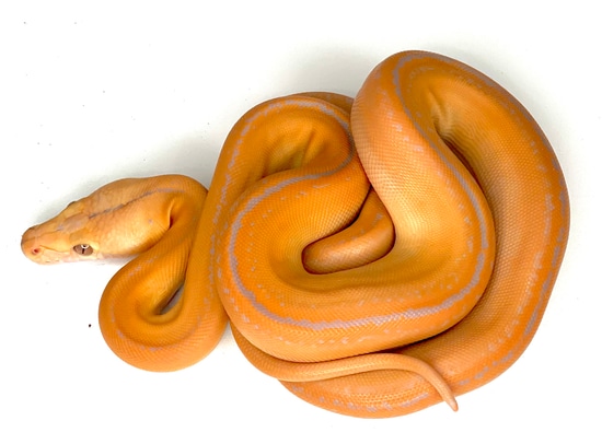 Purple GC Tiger 50% Het Anery 25% SD 6.75% Jamp Reticulated Python by ...