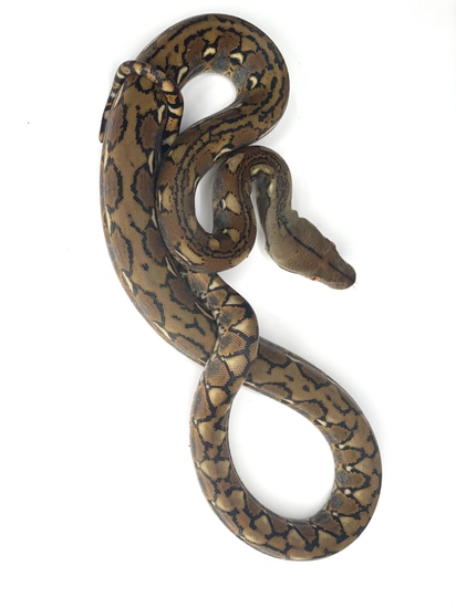 18.75% Kalatoa 50% Het Anery 50% Het Pied Reticulated Python by ...