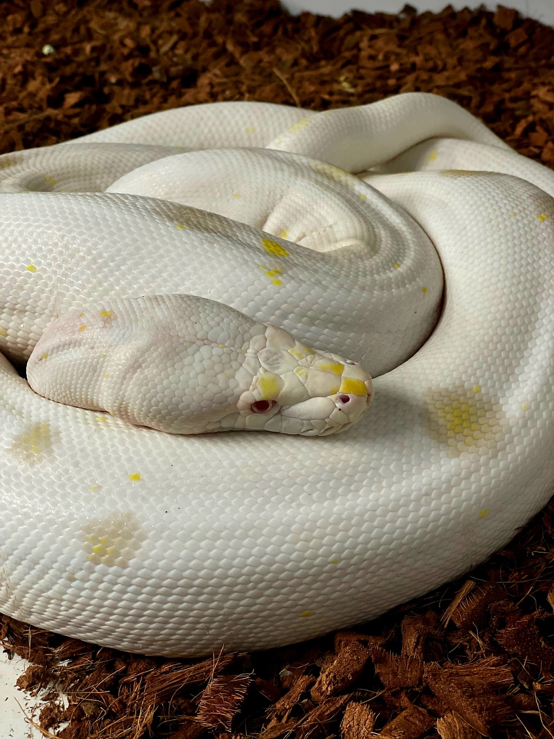 Motley Goldenchild Purple Albino Cow Poss Het Anery Reticulated Python ...