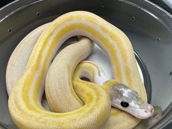 Super Dwarf Ultra Ivory Tiger GC Reticulated Python by SouthBayReptiles