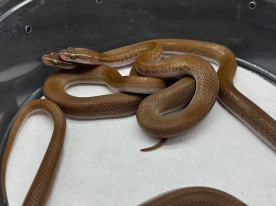 Patternless Snake Patternless Bella Bella Locality Pair House Snake by SouthBayReptiles
