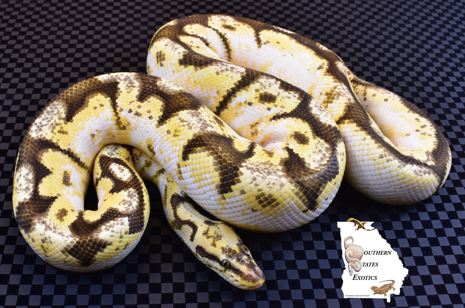 Calibee Pos Yellow Belly Ball Python by Southern States Exotics ...