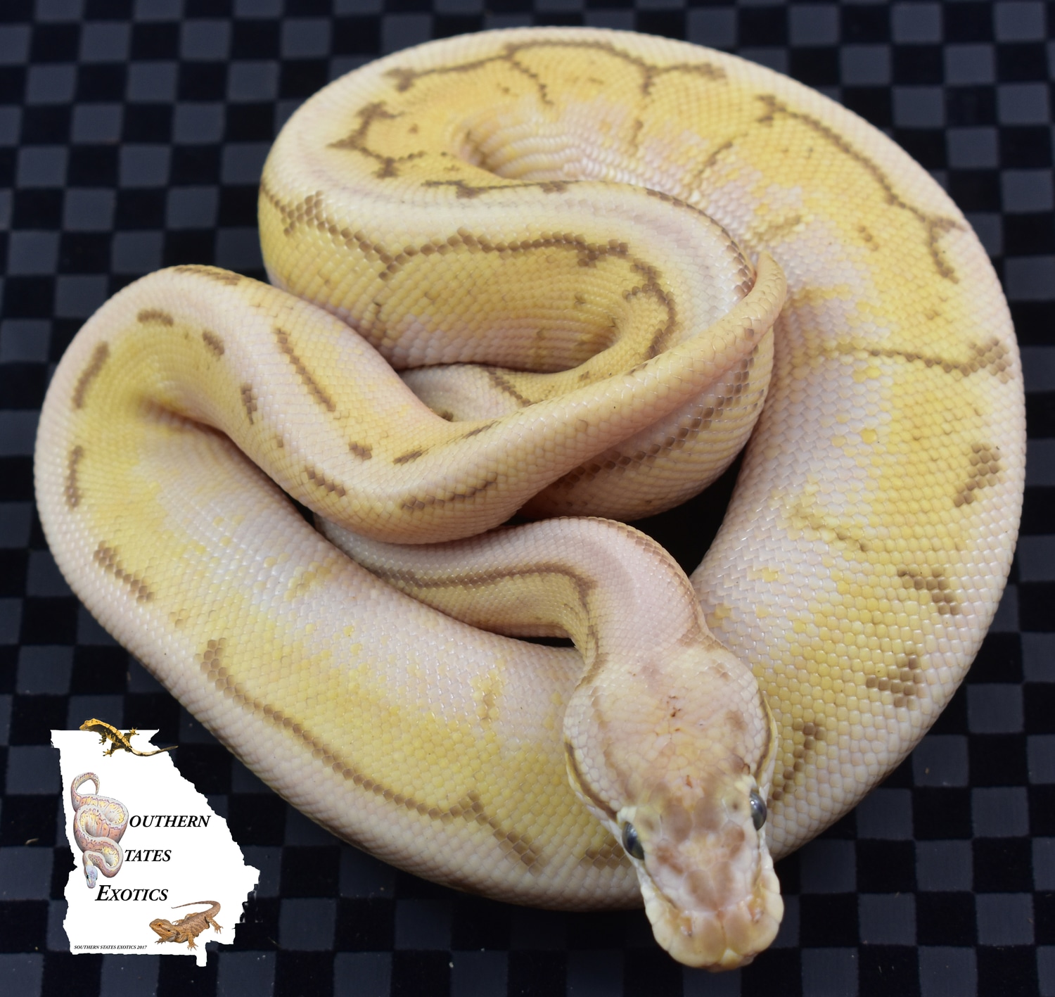 Queen Spinner Ball Python by Southern States Exotics - MorphMarket