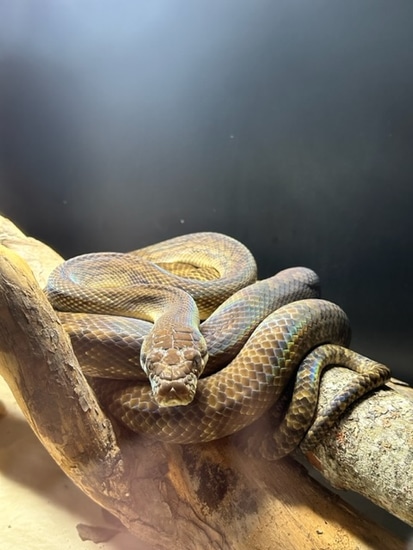 Merauke Scrub Python by Southern Arboreals