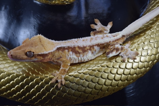 Nexer X Ruby Crested Gecko by Southern Arboreals