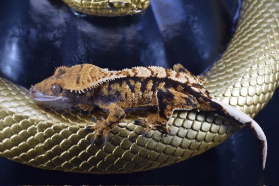 Nexer X Ruby Crested Gecko by Southern Arboreals