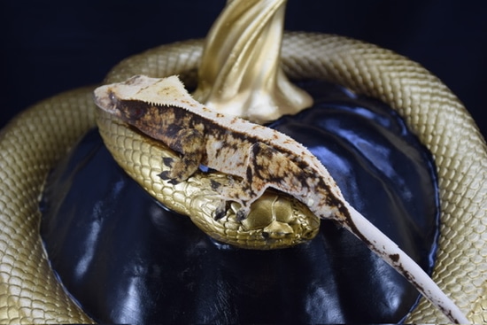 Gecko Bison Bison (Iceman X Scarlet Witch) Crested Gecko by Southern Arboreals