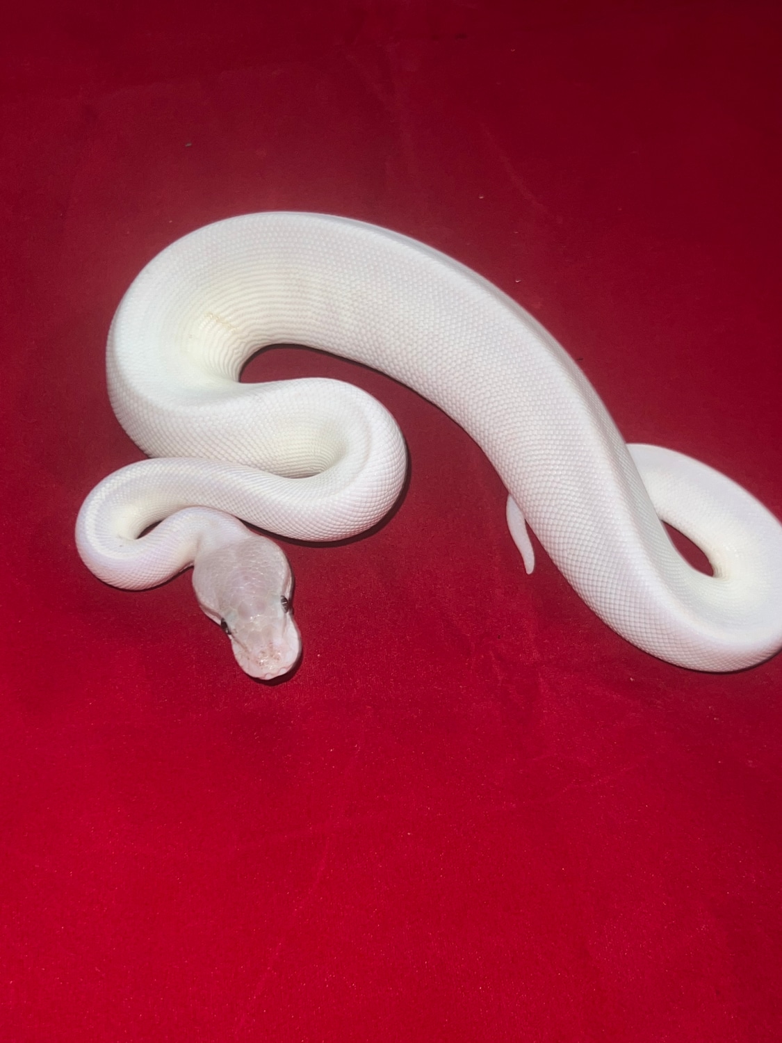 Super Mojave Ball Python by Fredricks Overwhelming Balls and Exotics