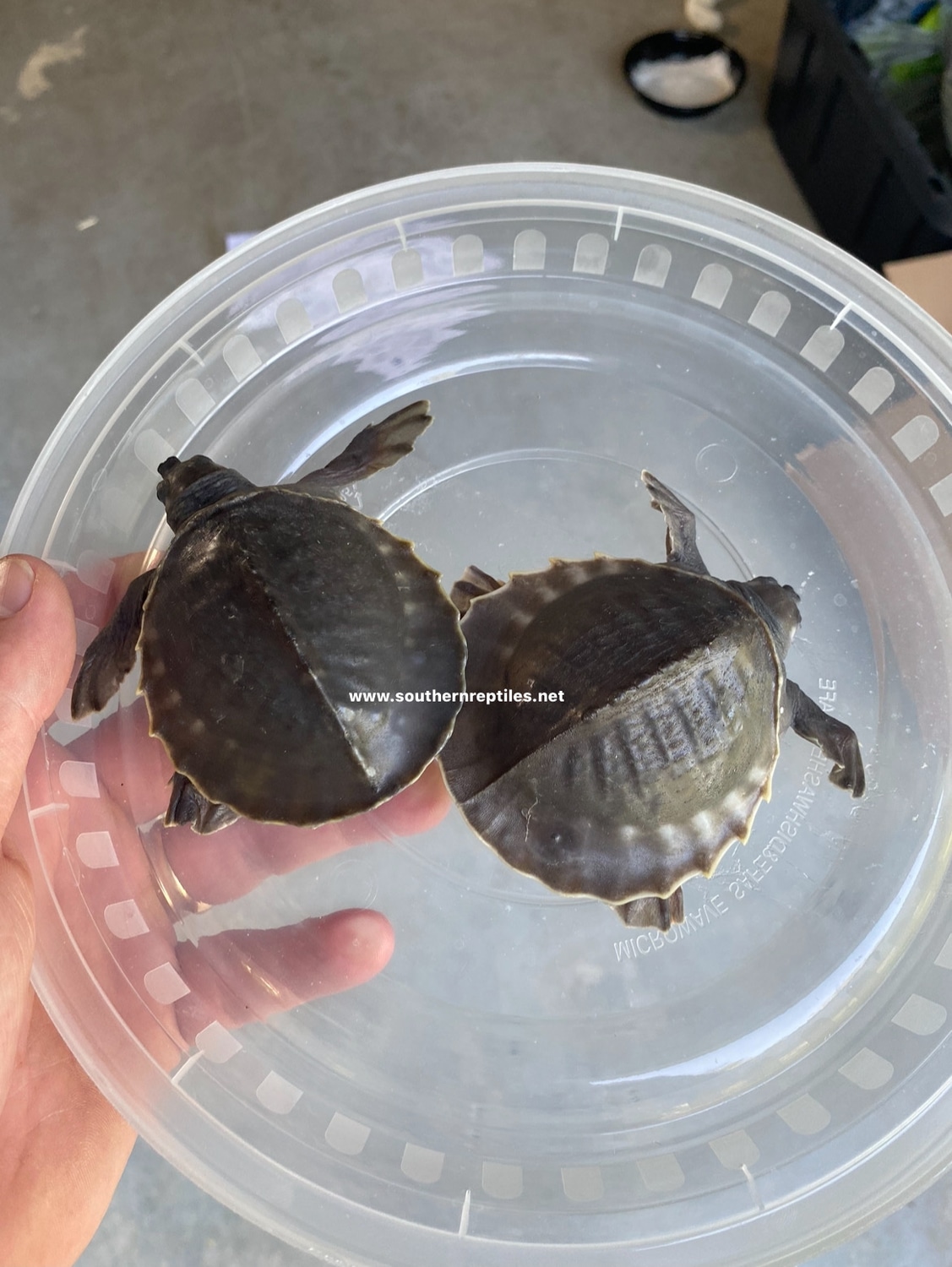 Fly River Turtle More Turtle by Southern Reptiles LLC MorphMarket