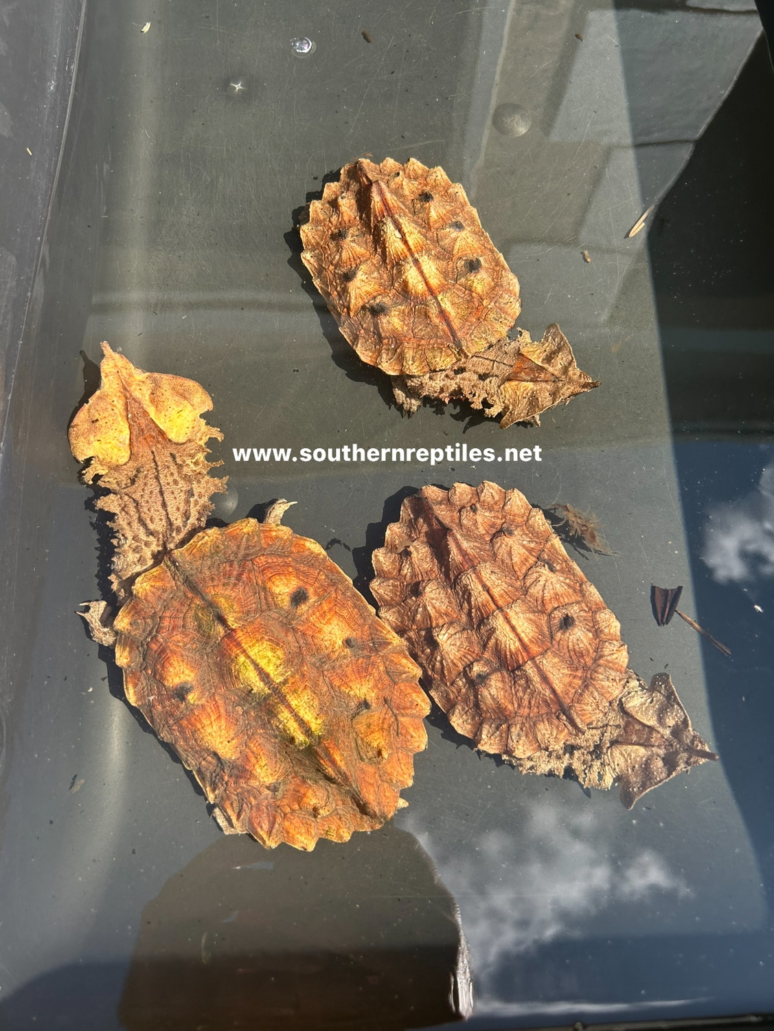 Peruvian Mata Mata Turtle Other Turtle by Southern Reptiles LLC