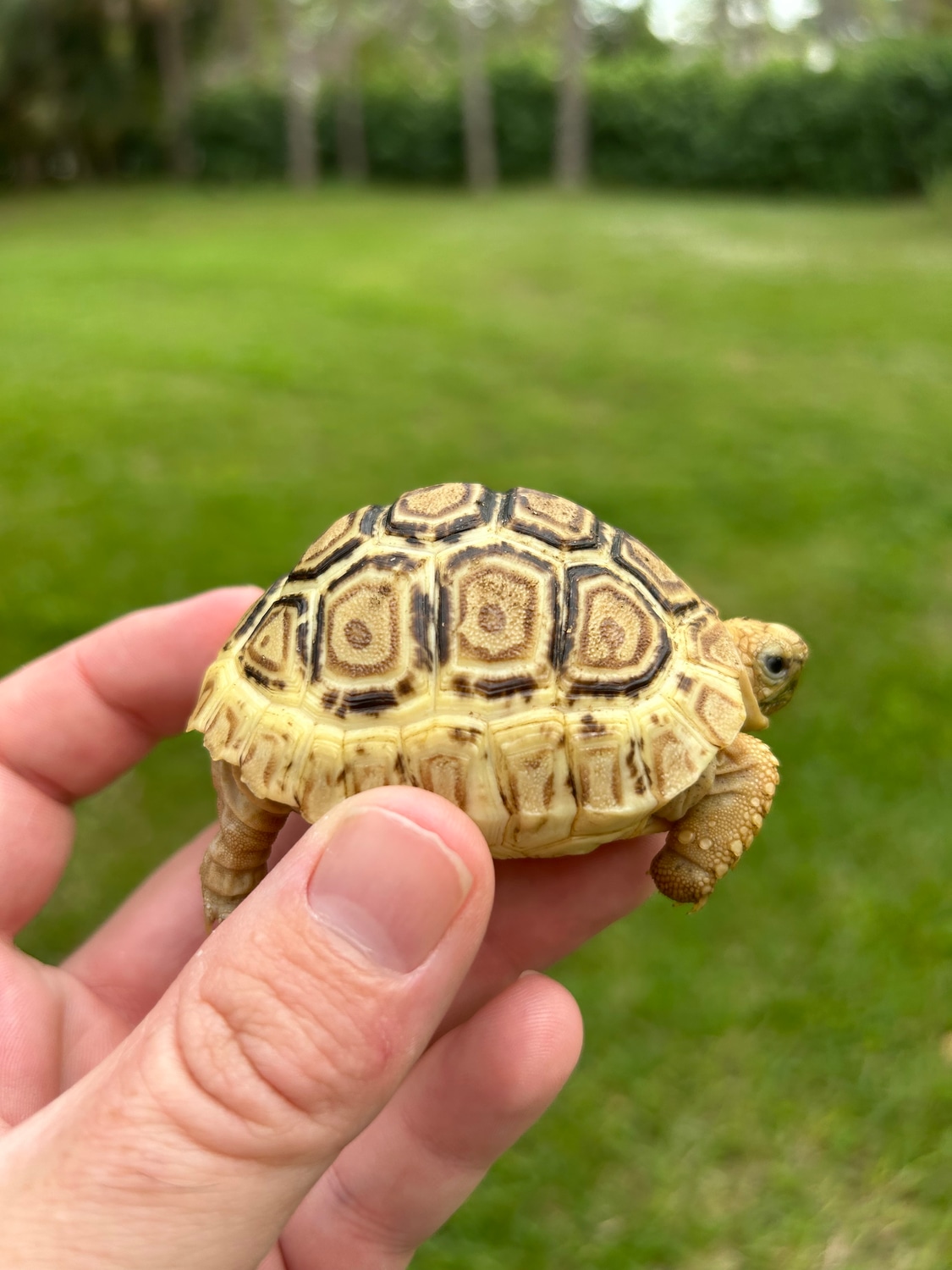 High White Leopard Tortoise by Southern Reptiles LLC MorphMarket