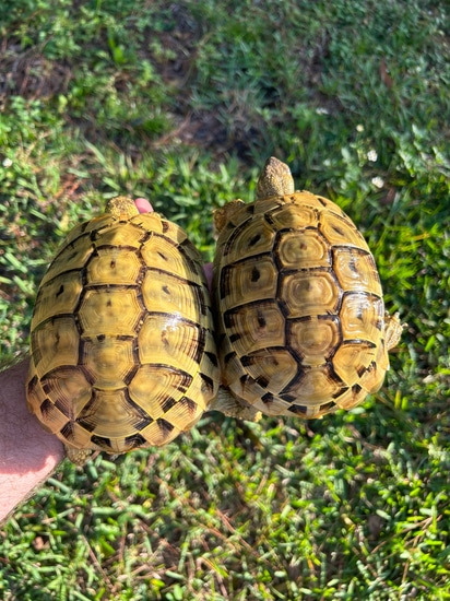 Yellow Macedonian Hermann's Tortoises Young Adult by Southern Reptiles LLC