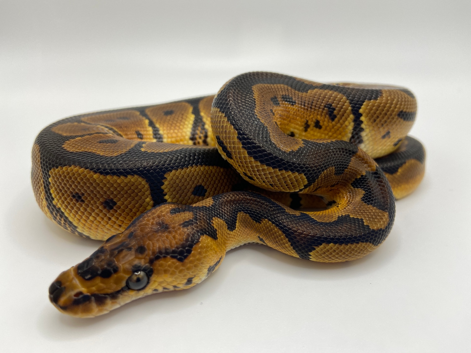 Ringer Clown Ball Python by Southern Star Reptiles - MorphMarket