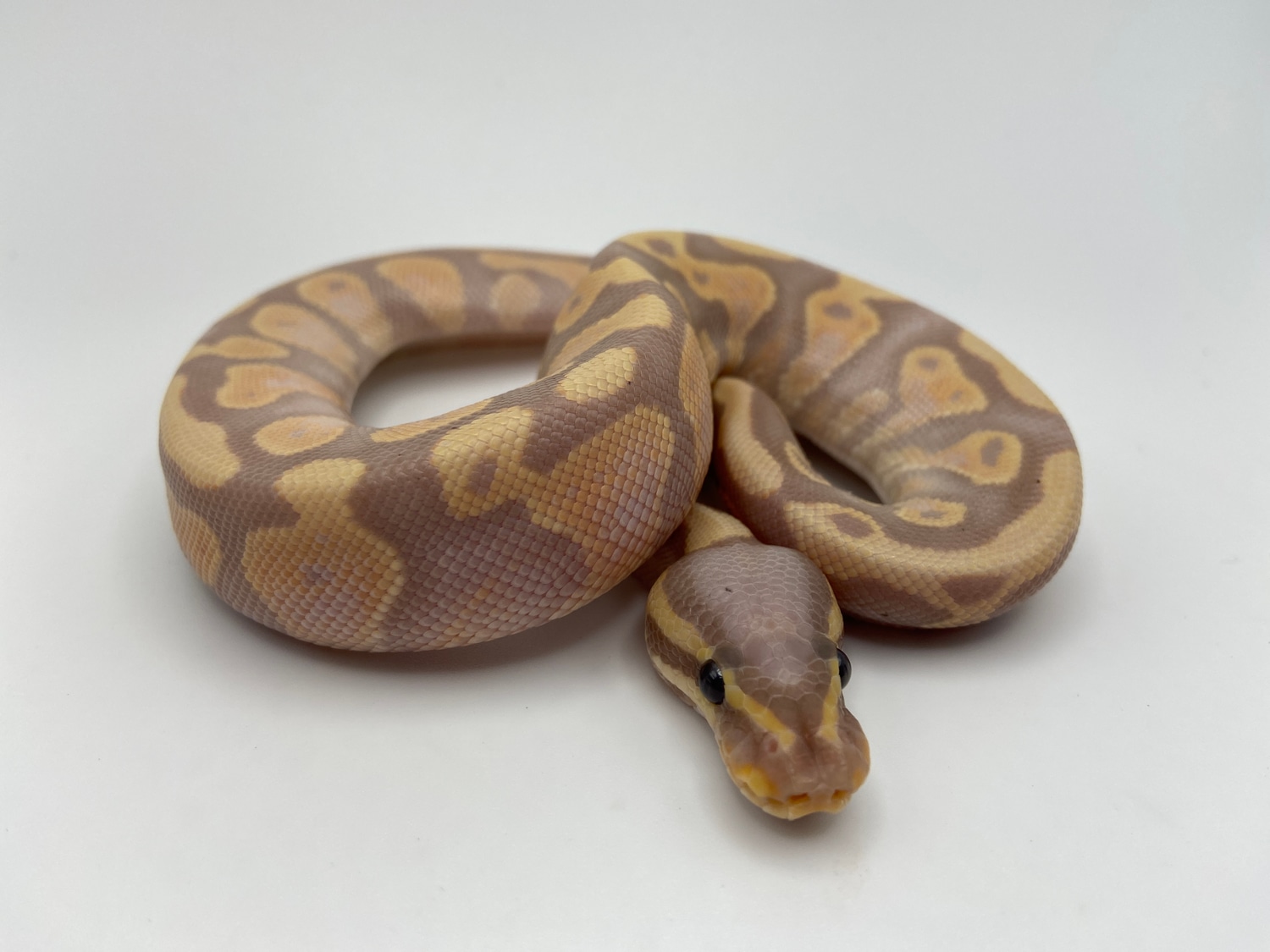 Banana Gravel Ball Python by Southern Star Reptiles MorphMarket