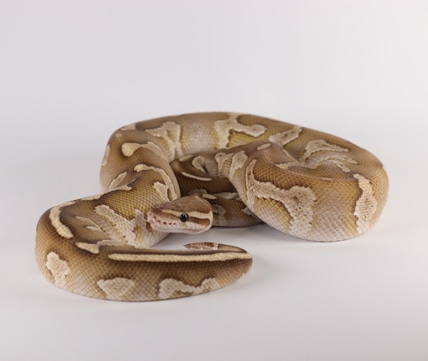 Vanilla Fire Super Spector Lesser Ball Python by Southern Star Reptiles ...