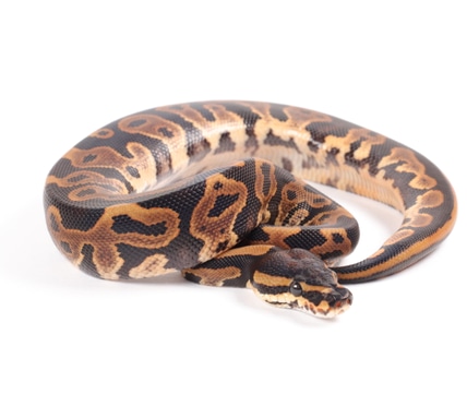 Vanilla Fire Super Spector Lesser Ball Python by Southern Star Reptiles ...