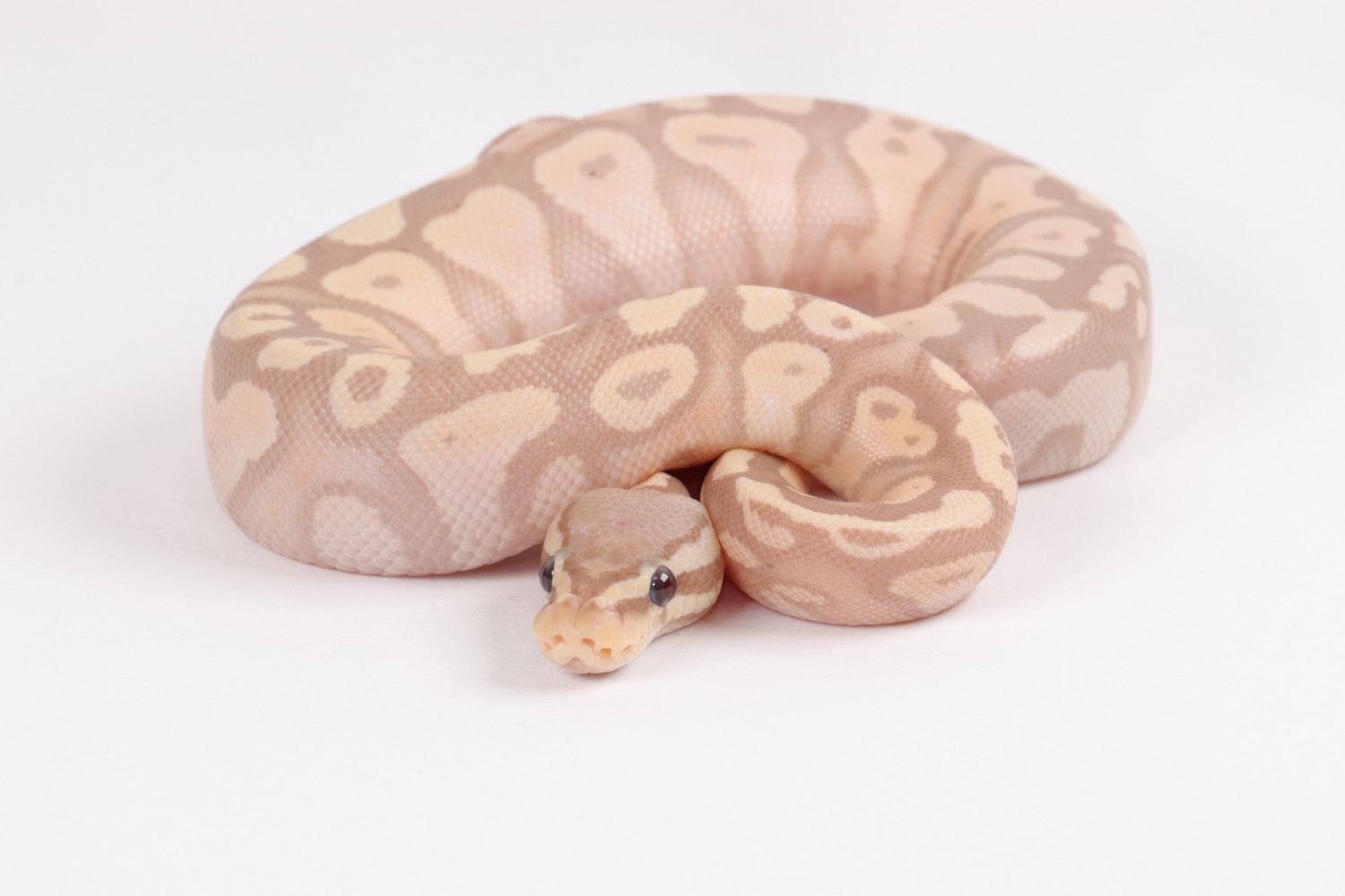 Pastel Banana Gravel Ball Python by Southern Star Reptiles MorphMarket