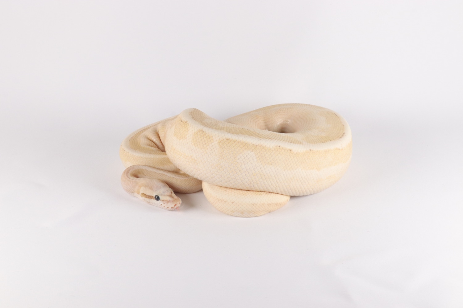 Vanilla Fire Super Spector Lesser Ball Python by Southern Star Reptiles ...