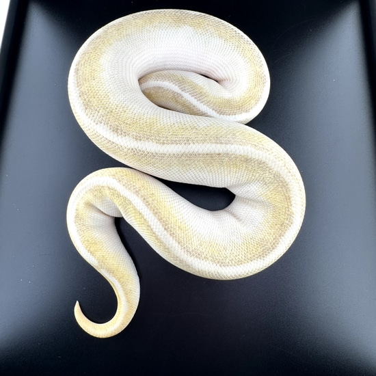 Cypress Fire Lesser HGW Leopard Enchi Ball Python by Southern Star Reptiles