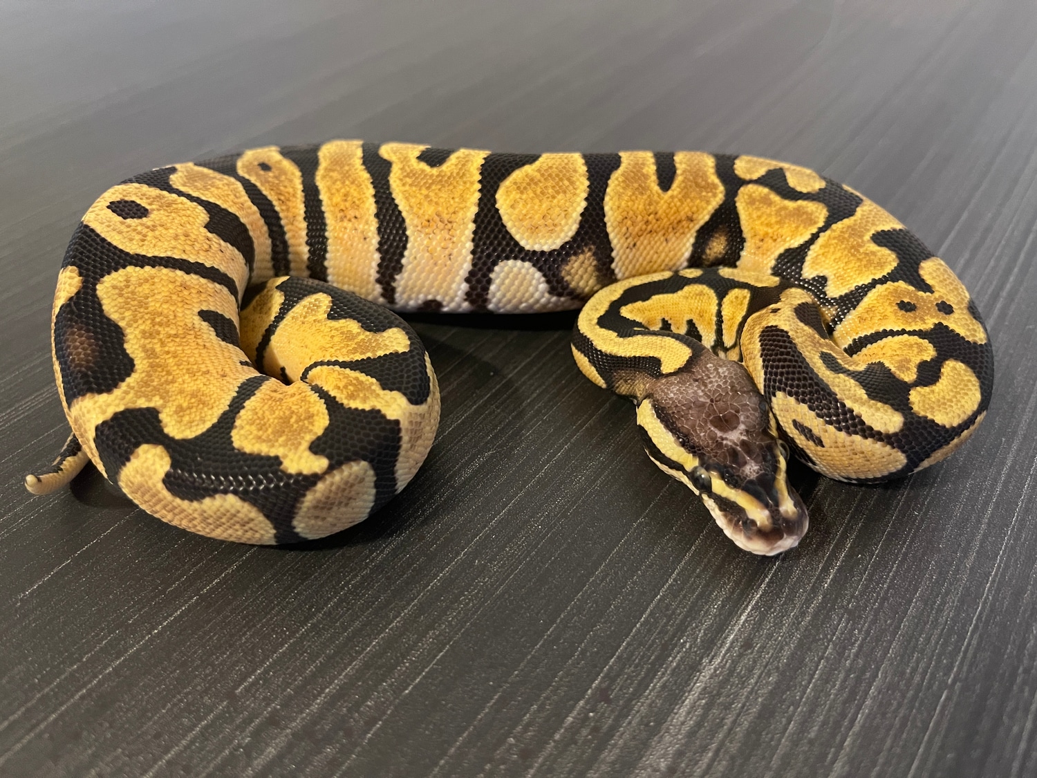 Pastel Scaleless Head Ball Python by Southwest Reptiles LLC - MorphMarket
