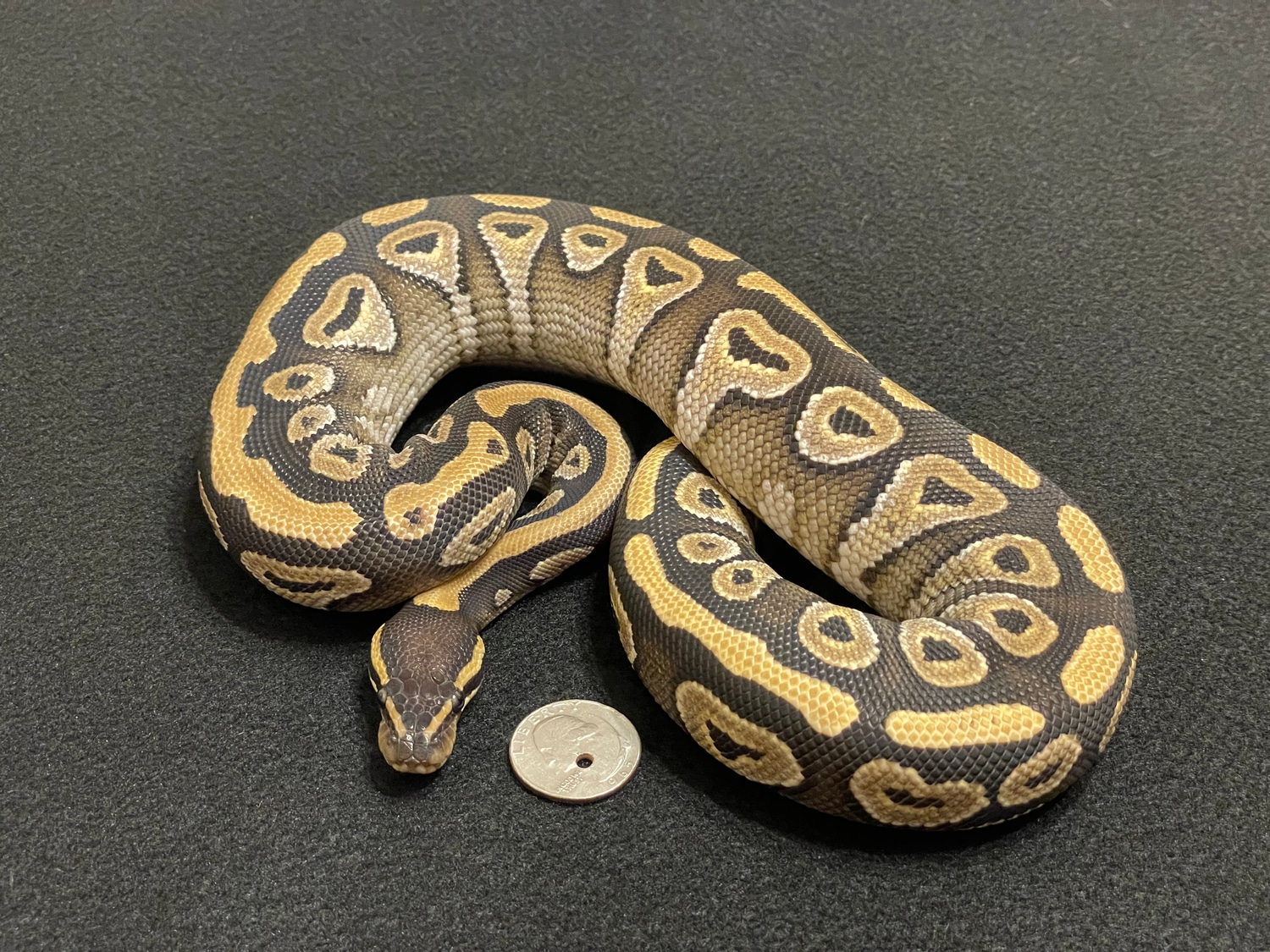 Mojave Ball Python by Ashley’s Morph Mania MorphMarket