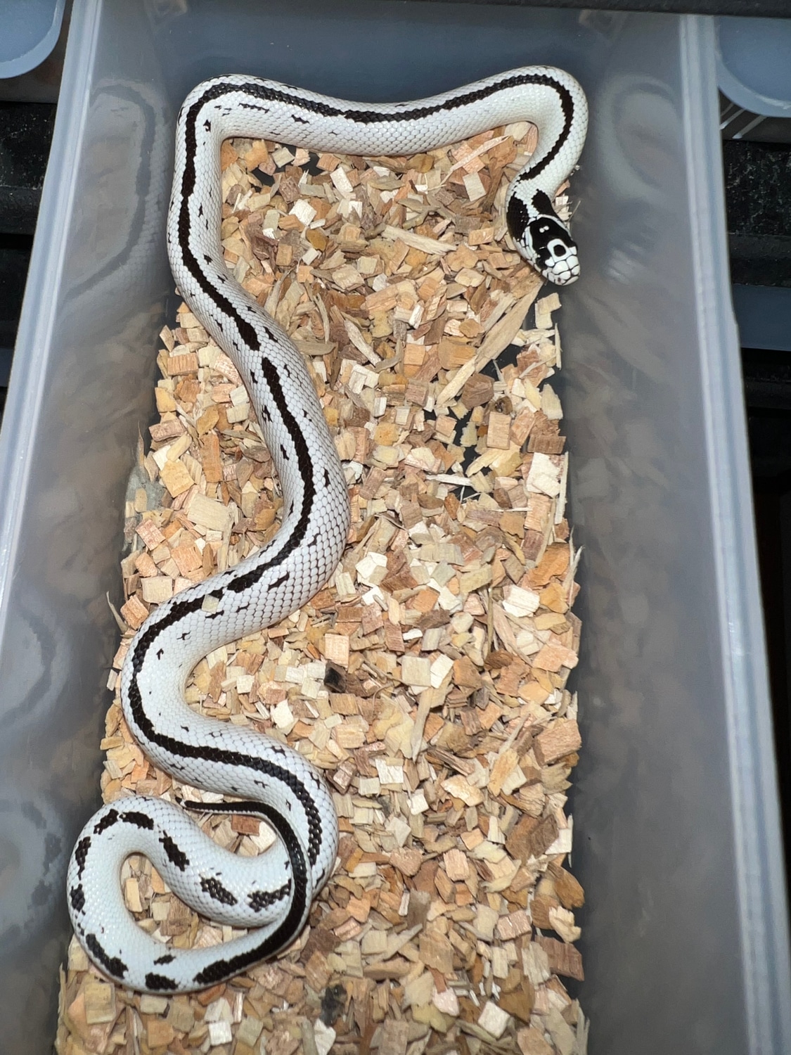 Reverse Stripe California Kingsnake by AR Exotics MorphMarket