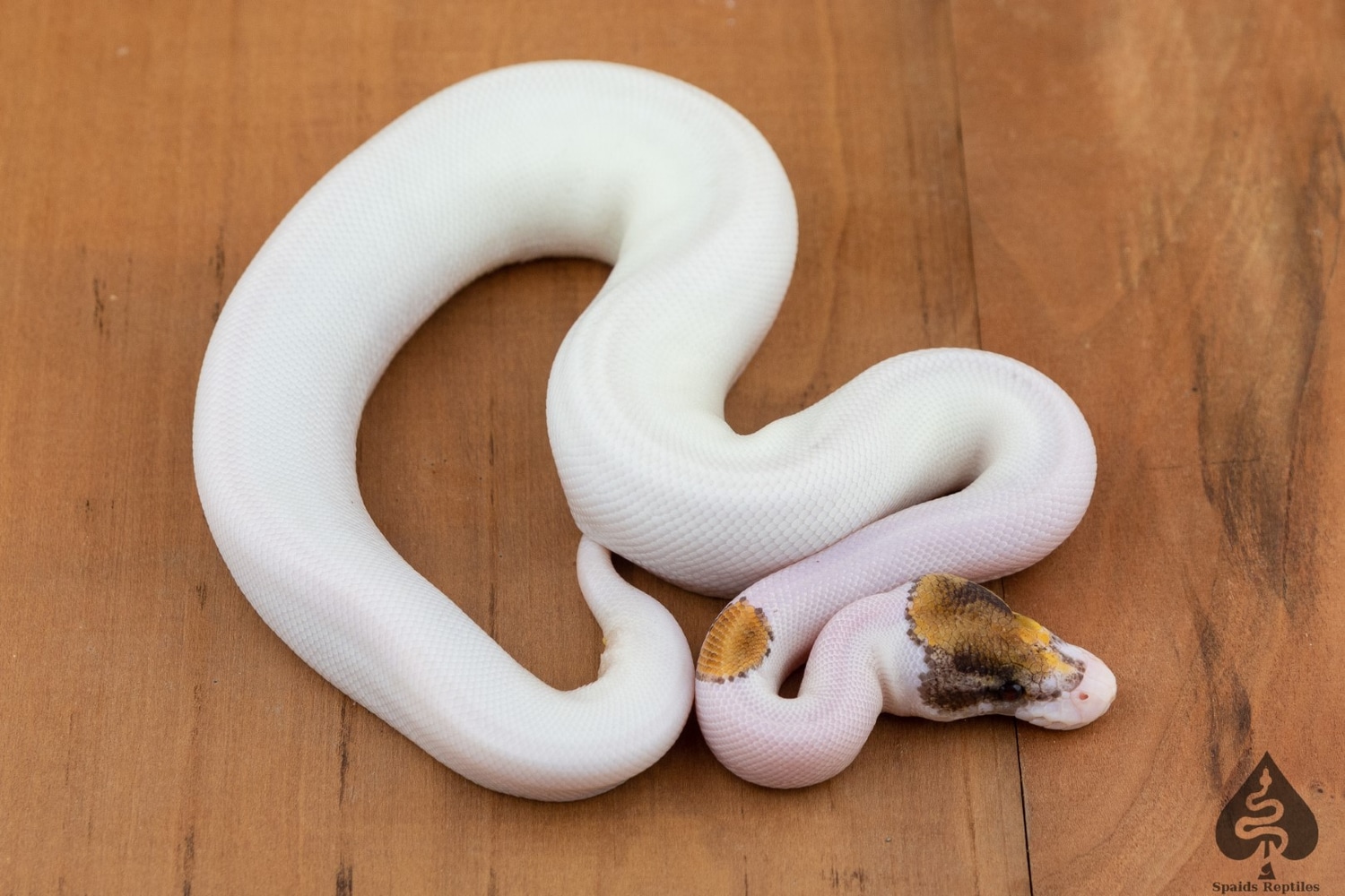 Pinto Pied Het Albino Ball Python by Spaids Reptiles - MorphMarket