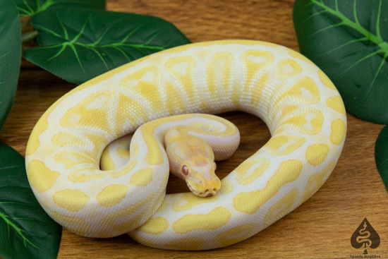Russo Albino Het Pied Ball Python by Spaids Reptiles