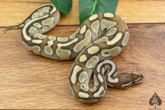 Butter Ball Python by Spaids Reptiles