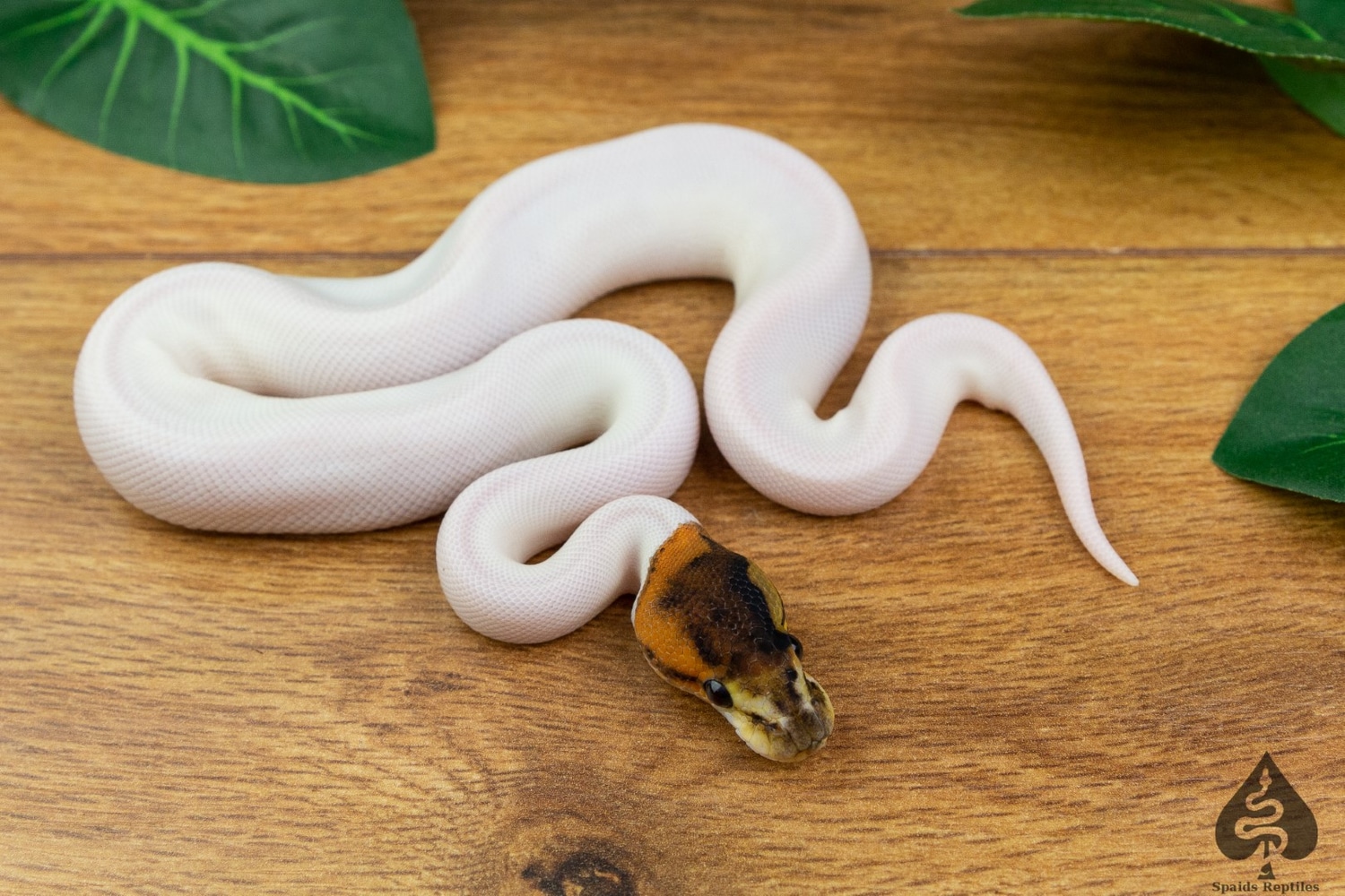 Pinto Pied Ball Python by Spaids Reptiles - MorphMarket