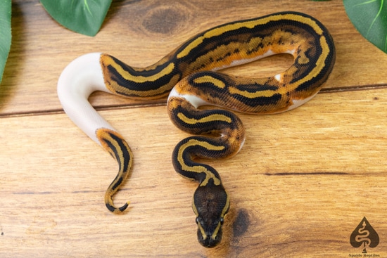 Pied Het Hypo Ball Python by Spaids Reptiles