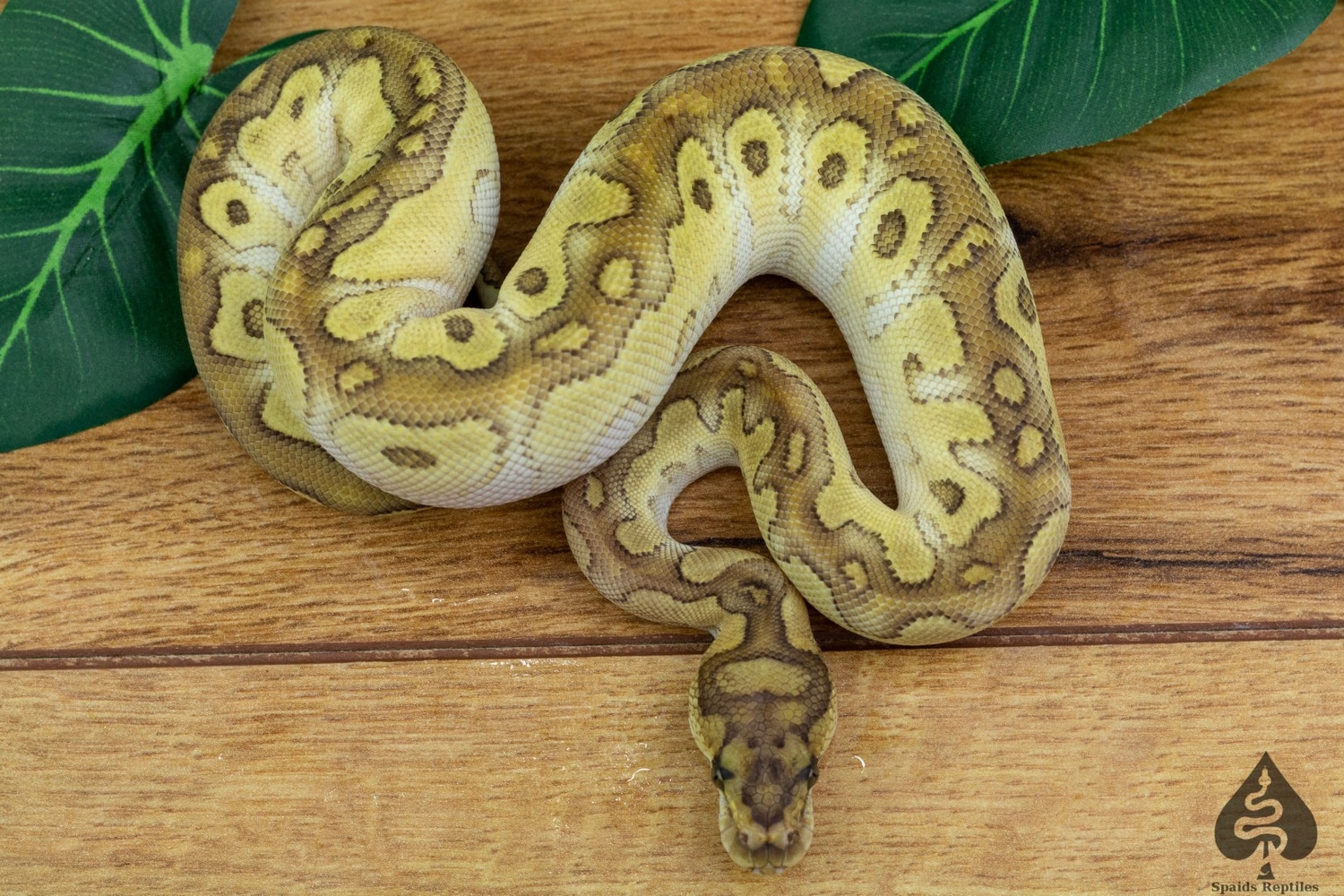 Lesser Clown Ball Python by Spaids Reptiles - MorphMarket