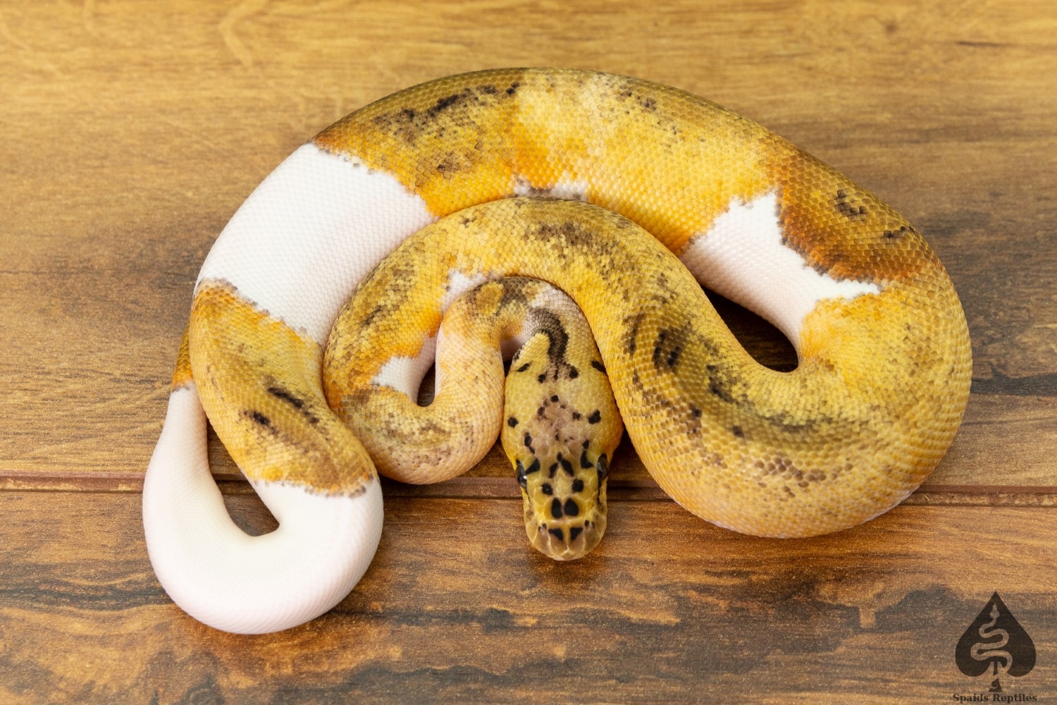 Pastel Clown Pied Ball Python by Spaids Reptiles - MorphMarket