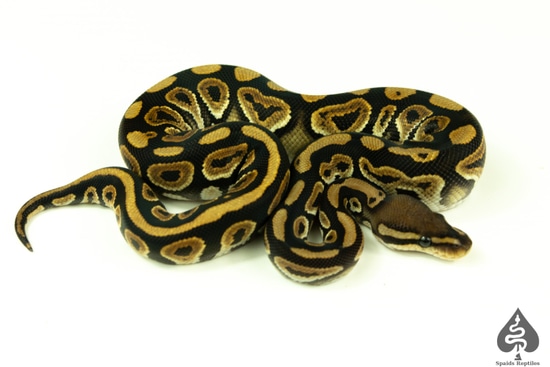 Black Pastel Dbl Het Hypo Clown Ball Python by Spaids Reptiles