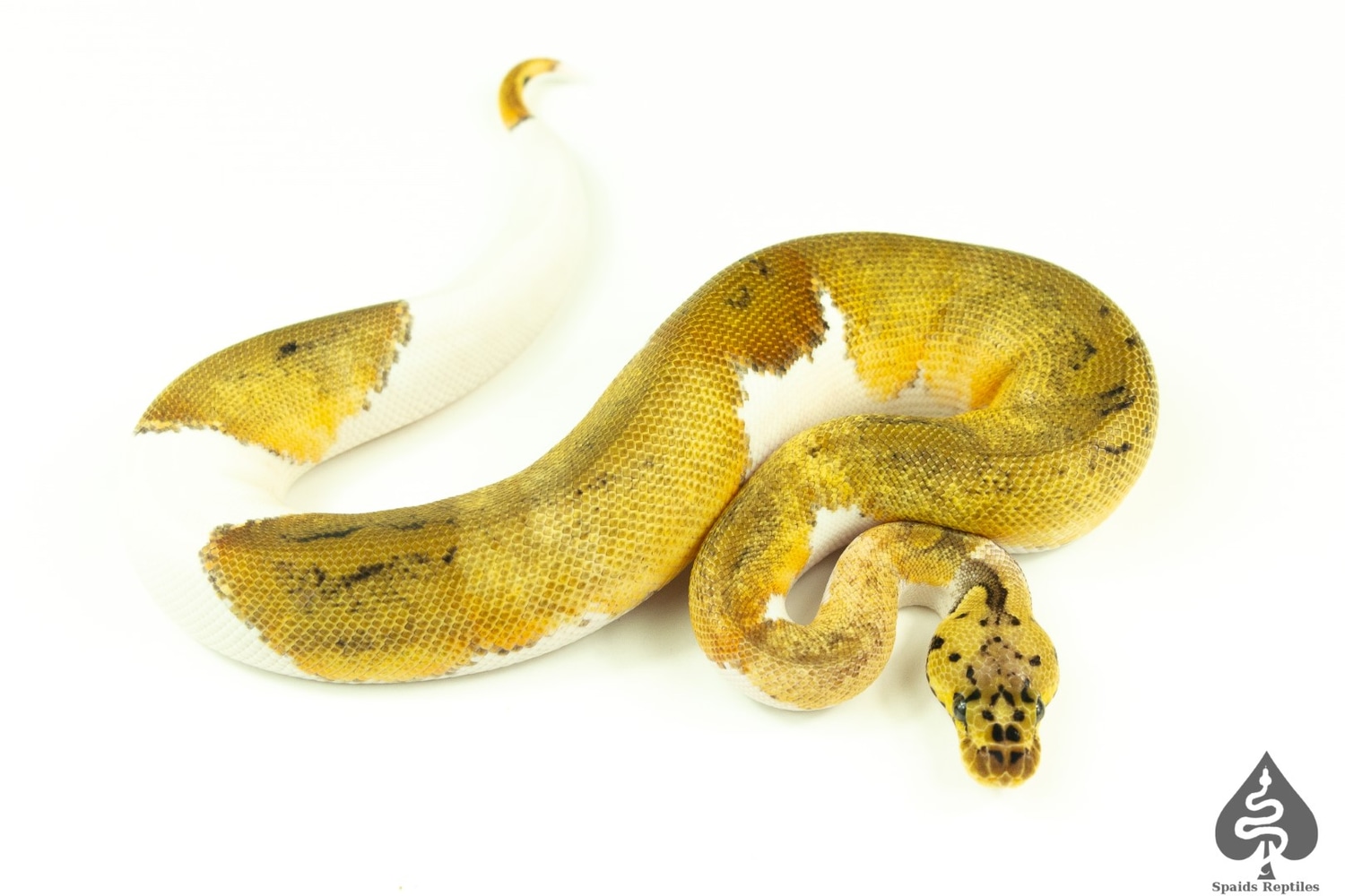 Pastel Clown Pied Ball Python by Spaids Reptiles - MorphMarket