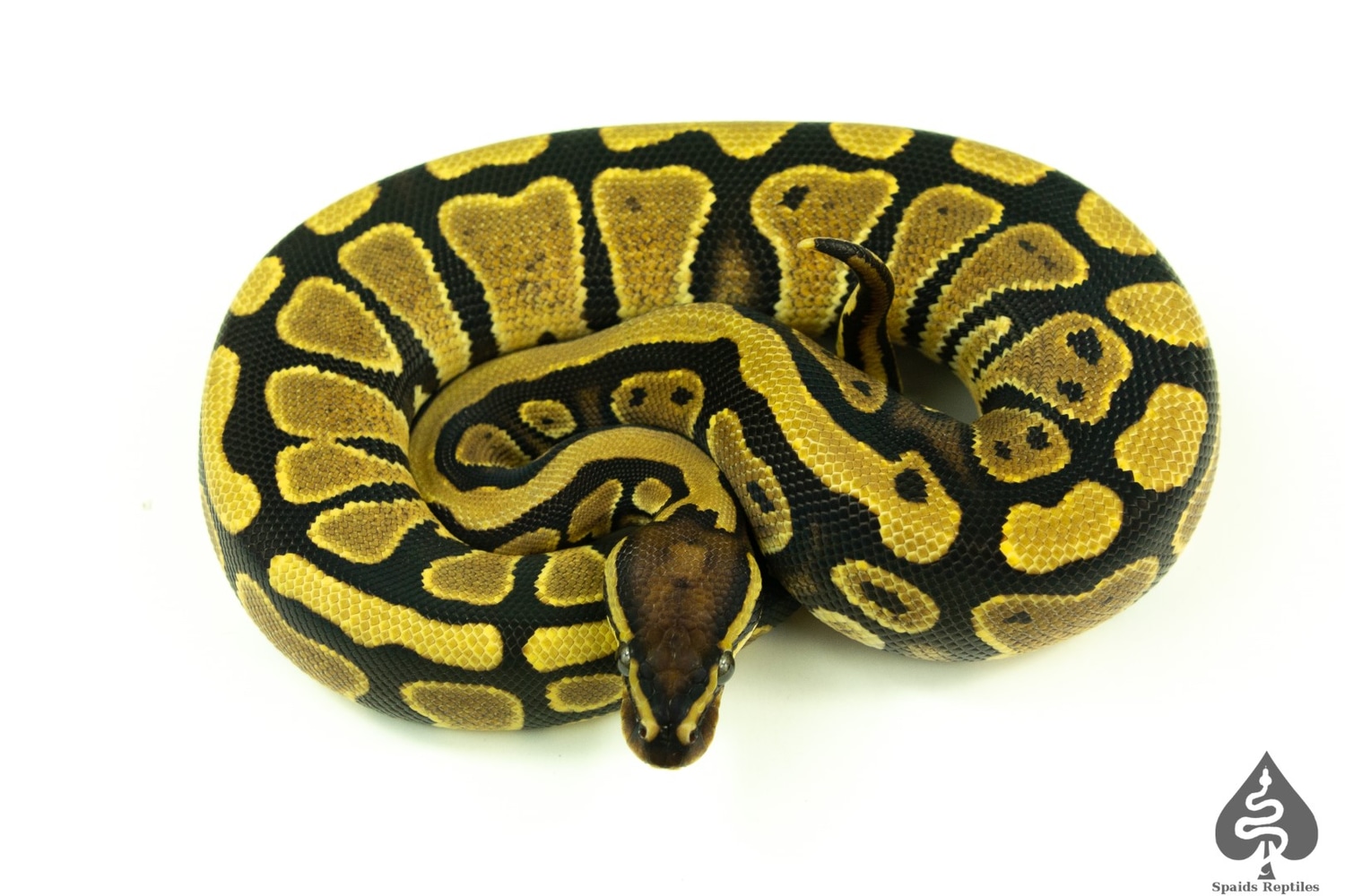 DBL Het Hypo Pied Ball Python by Spaids Reptiles - MorphMarket