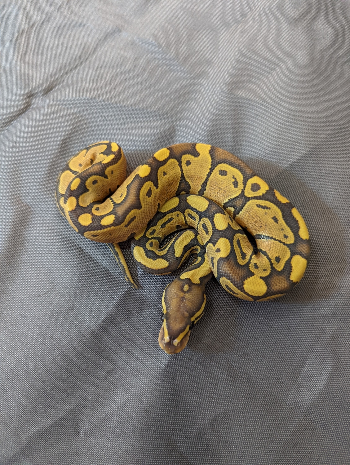 Hypo Het Pied Ball Python by Spaids Reptiles - MorphMarket