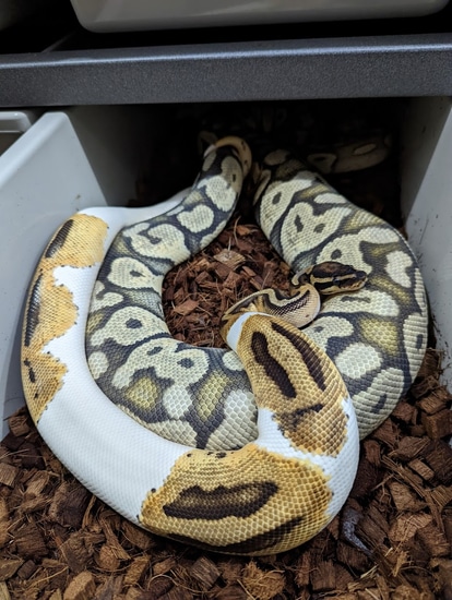 Orange Dream Pied Het Hypo Ball Python by Spaids Reptiles