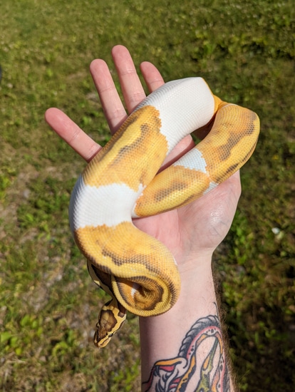 Pastel Enchi Hypo Pied Ball Python by Spaids Reptiles