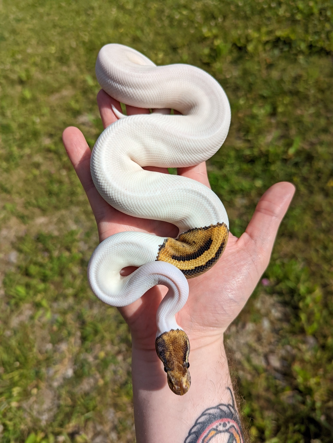 Pinto Pied Ball Python by Spaids Reptiles - MorphMarket