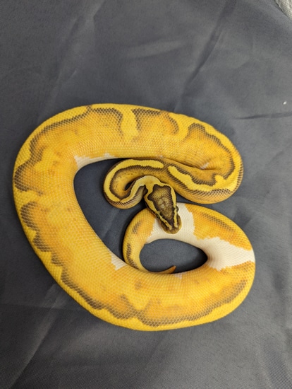 Pastel Enchi Hypo Pied Ball Python by Spaids Reptiles